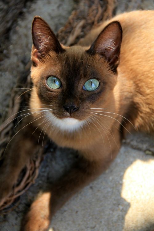 Brown-haired cat with green eyes