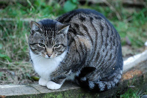 Tabby cat perched on wood